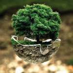 environnement arbre cap 2030