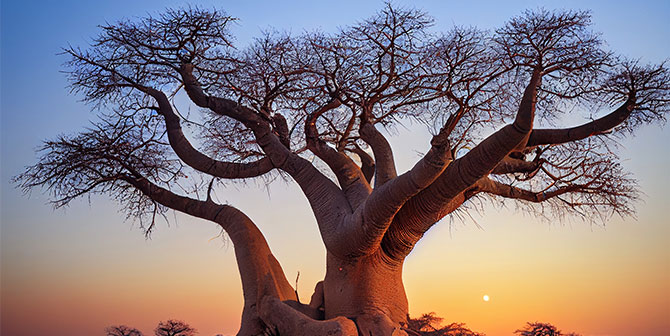 Dakar Baobab Sénégal